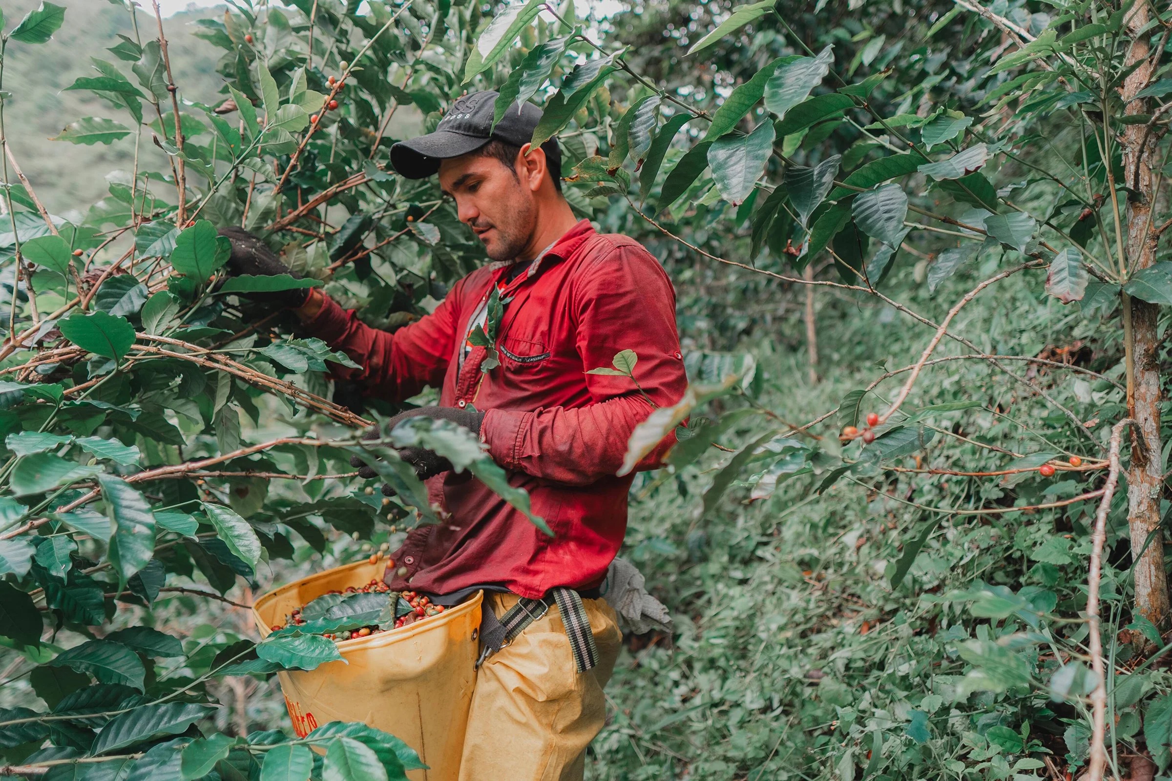A farmer harvesting ripe coffee cherries on our Colombian farm