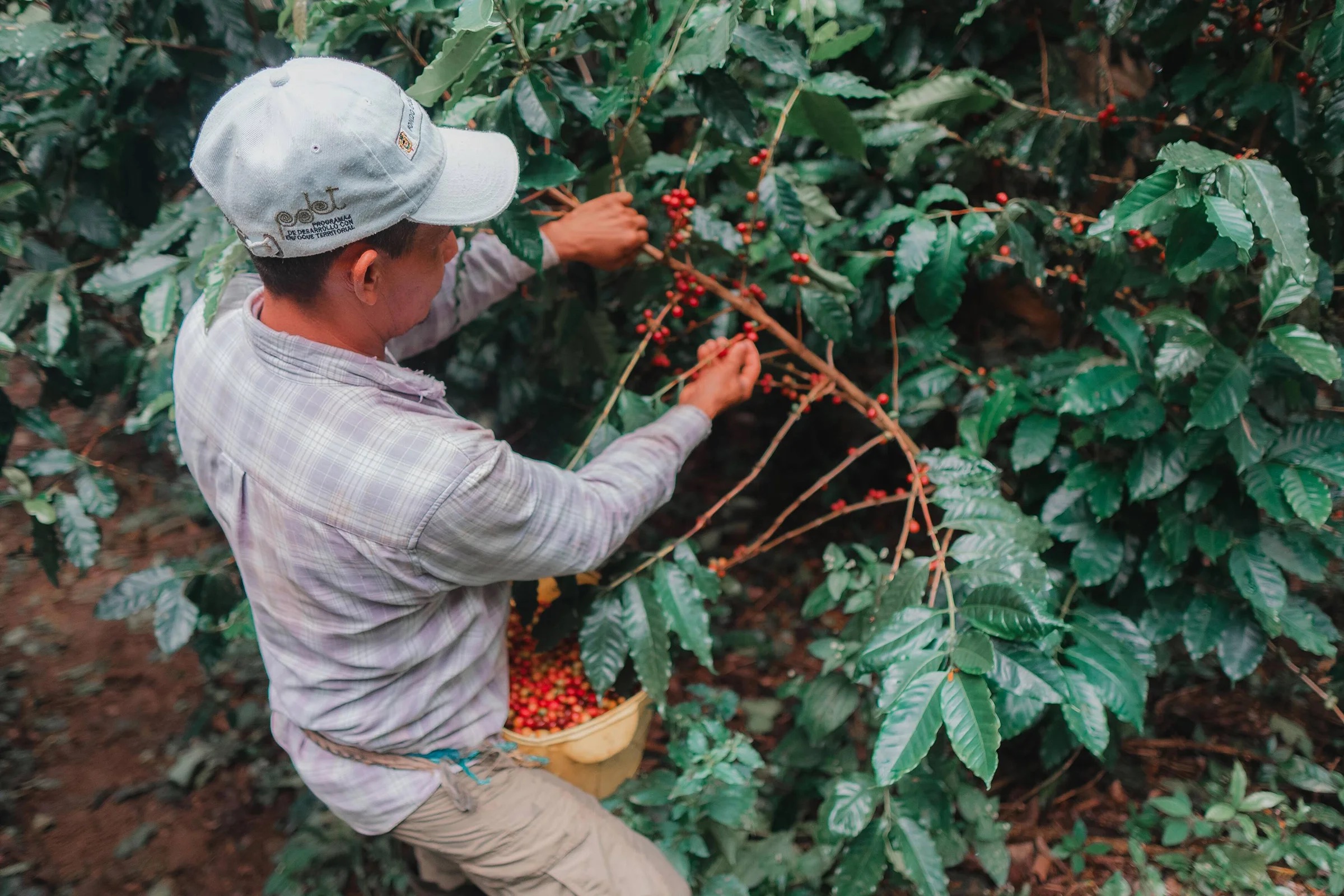 A farmer hand-picking ripe red coffee cherries on our Colombian farm