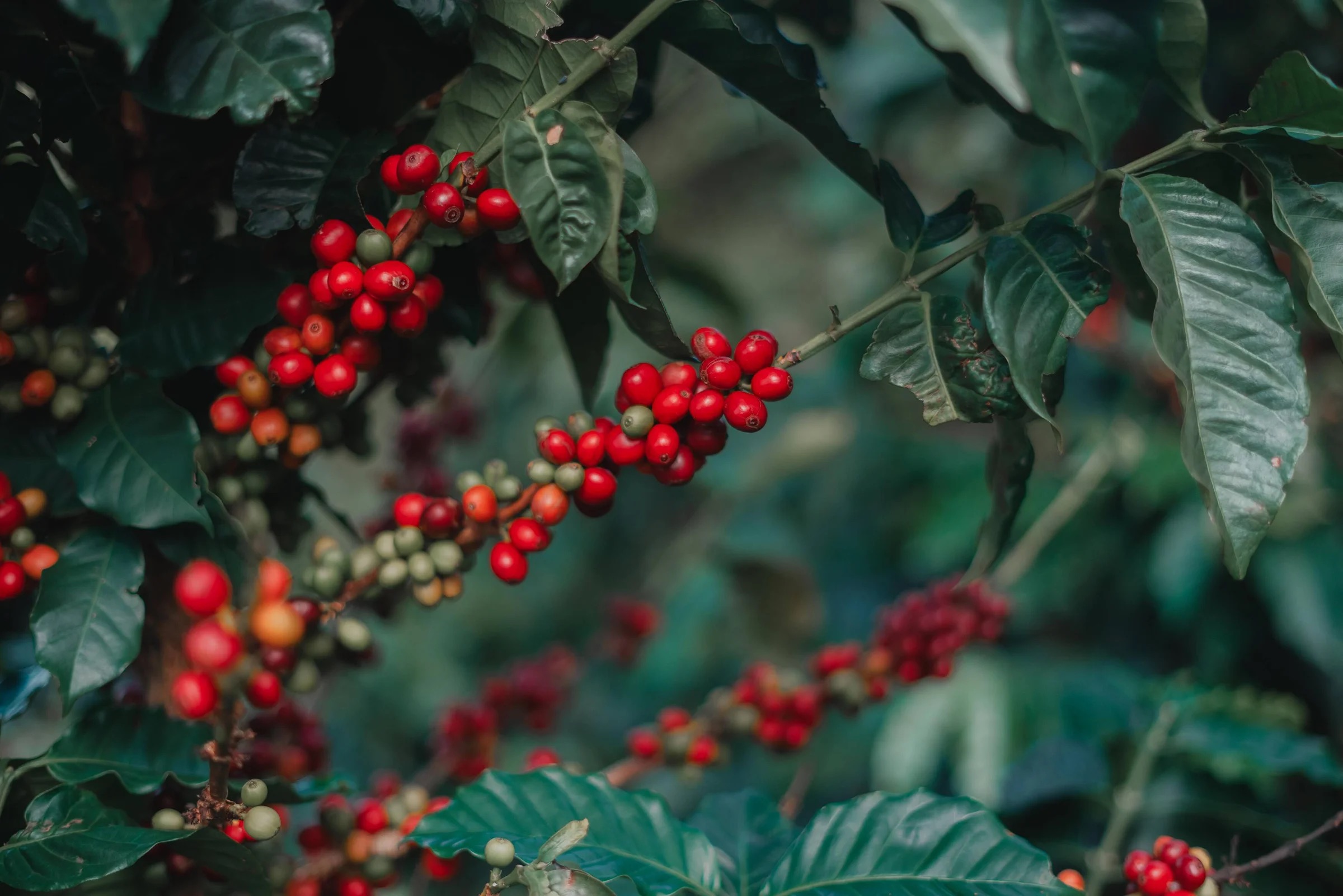 Ripe red coffee cherries on the branch in the Colombian highlands